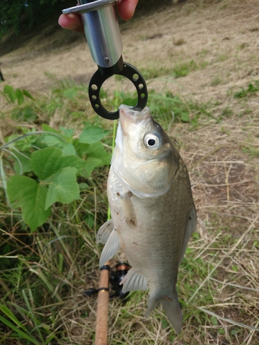 フナの釣果