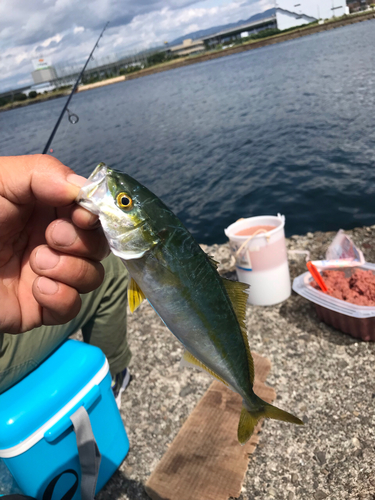 ツバスの釣果