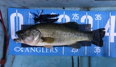 ブラックバスの釣果