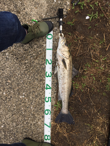 スズキの釣果