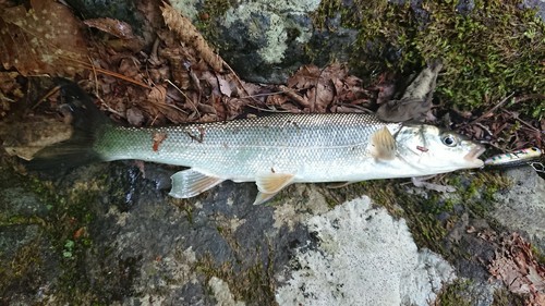 ウグイの釣果