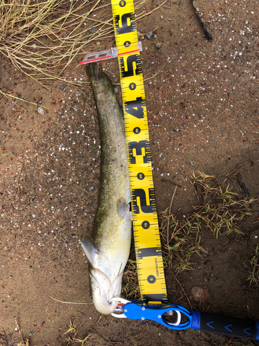 ニホンナマズの釣果