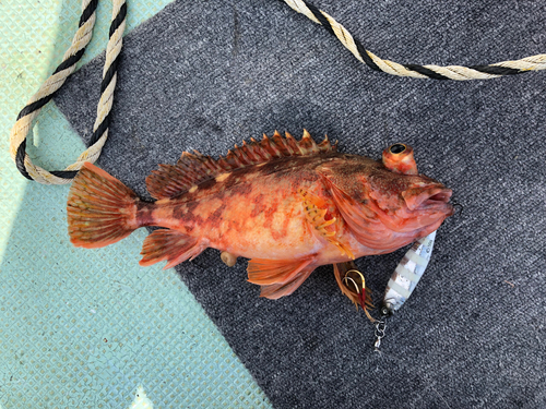 アラカブの釣果