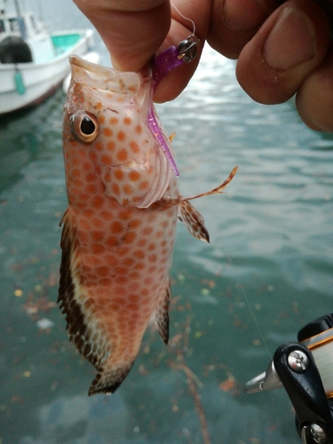 ガシラの釣果