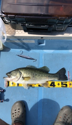 ブラックバスの釣果