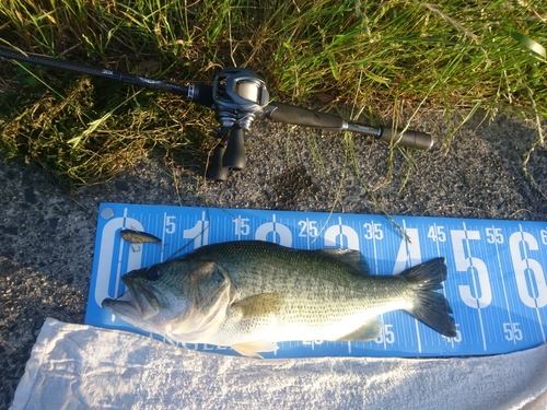 ブラックバスの釣果