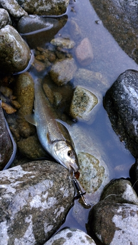 ウグイの釣果