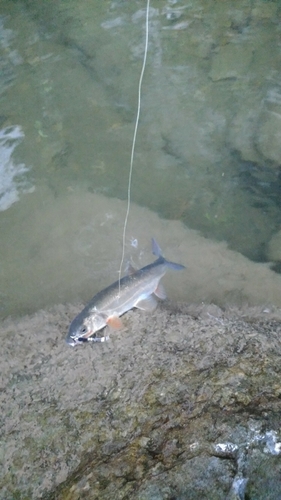 ウグイの釣果