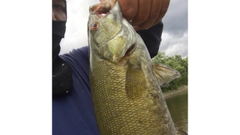 スモールマウスバスの釣果