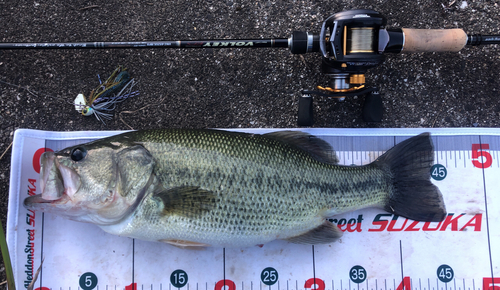 ブラックバスの釣果