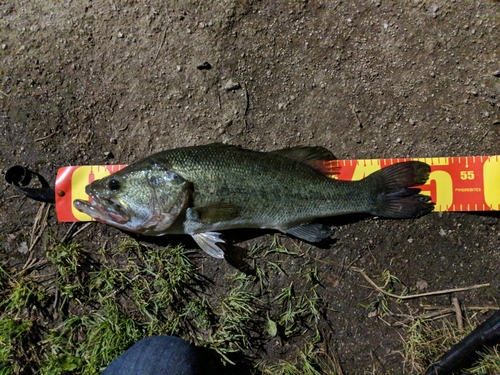 ブラックバスの釣果