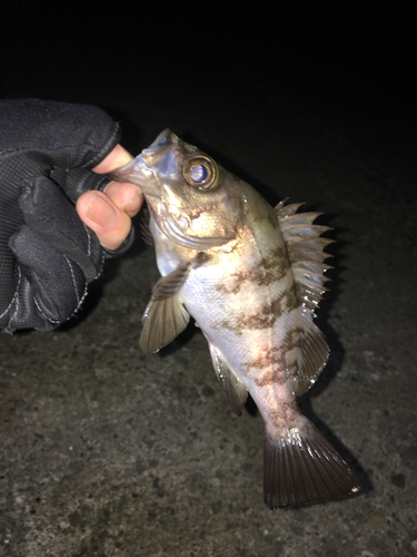 メバルの釣果