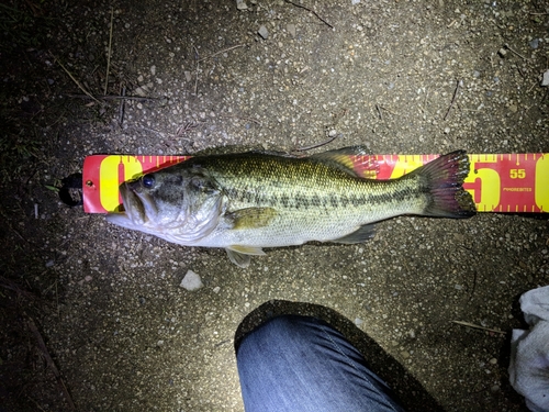 ブラックバスの釣果