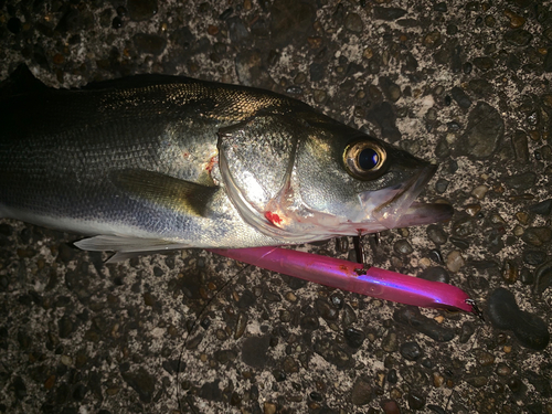 セイゴ（マルスズキ）の釣果