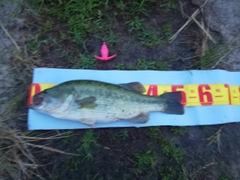 ブラックバスの釣果