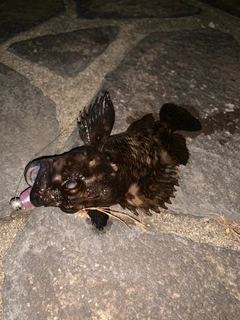 オウゴンムラソイの釣果