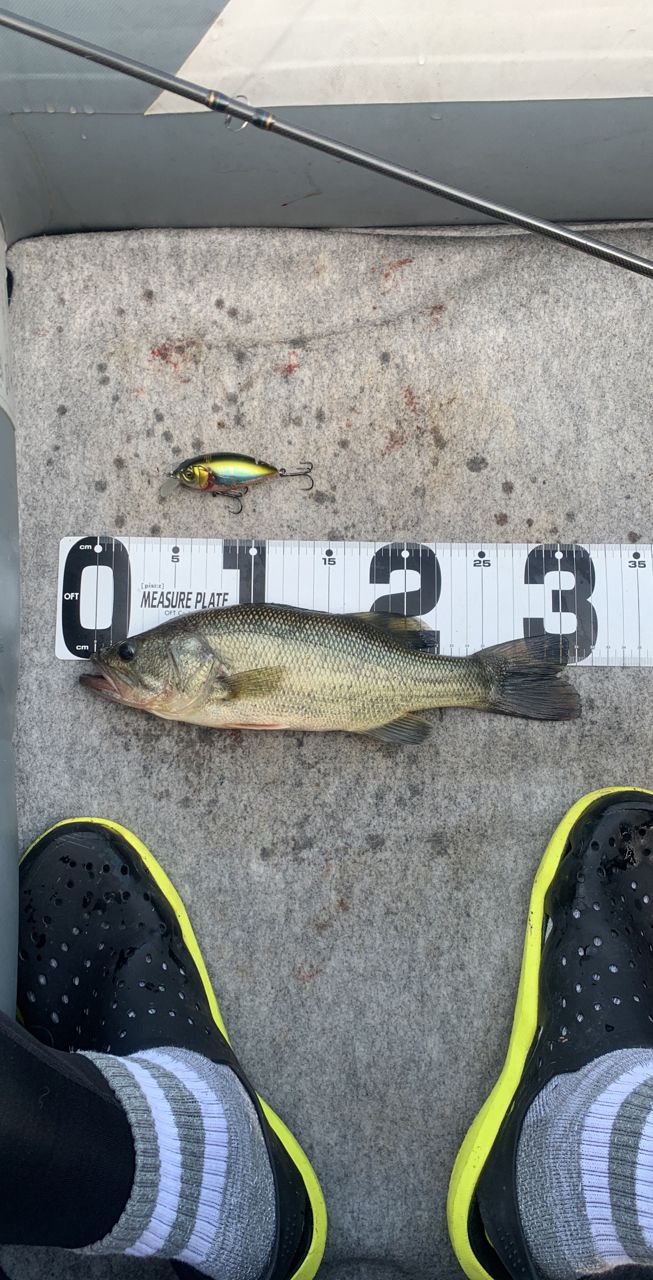 ラージマウスバス