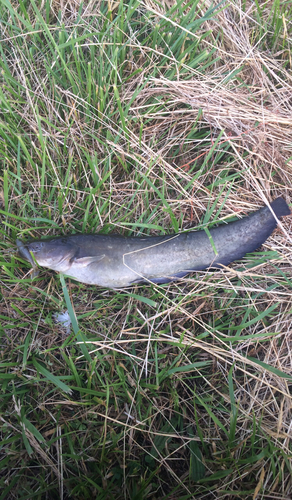 ナマズの釣果