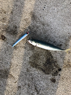 サバの釣果