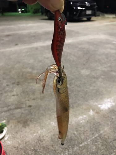 ヒイカの釣果