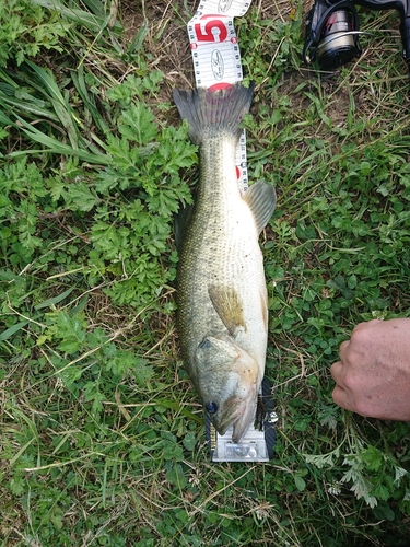 ブラックバスの釣果