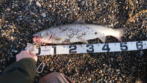 アメマスの釣果