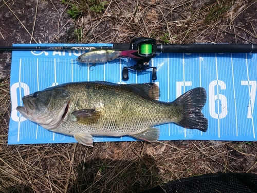 ブラックバスの釣果