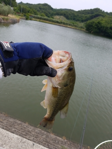 ブラックバスの釣果