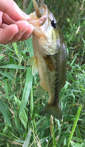 ラージマウスバスの釣果