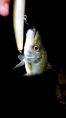 スズキの釣果