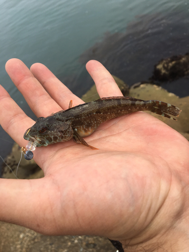 アナハゼの釣果