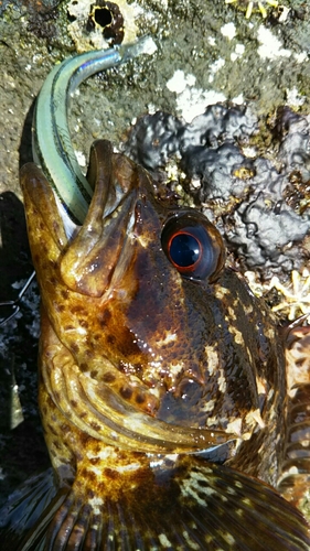 ムラソイの釣果