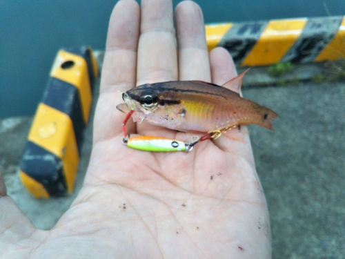 ネンブツダイの釣果