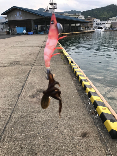 イイダコの釣果