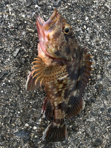 カサゴの釣果