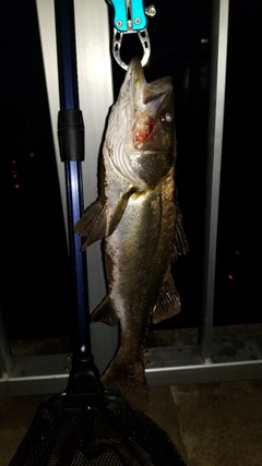 シーバスの釣果