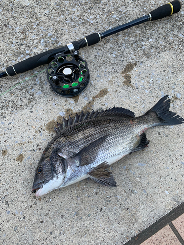 チヌの釣果