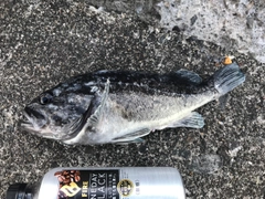 クロソイの釣果