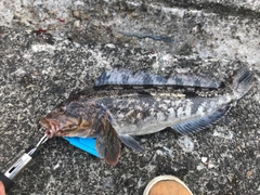 アイナメの釣果