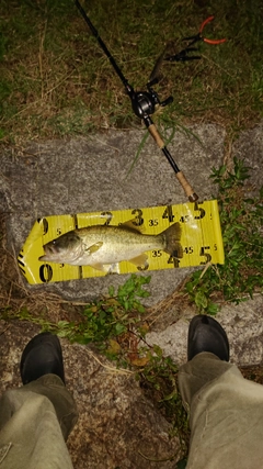 ブラックバスの釣果