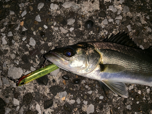 セイゴ（マルスズキ）の釣果