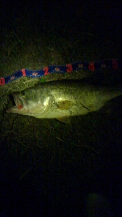 ブラックバスの釣果