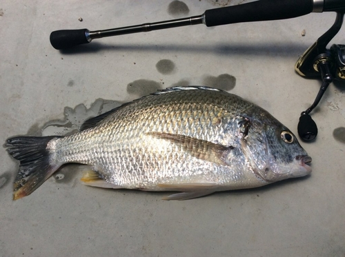 キビレの釣果