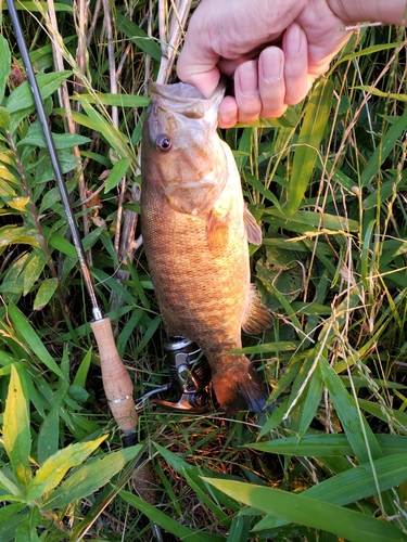 スモールマウスバスの釣果