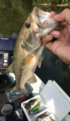 ラージマウスバスの釣果