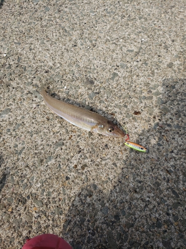 キスの釣果