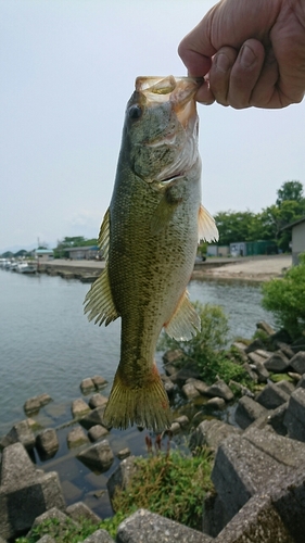 ブラックバスの釣果