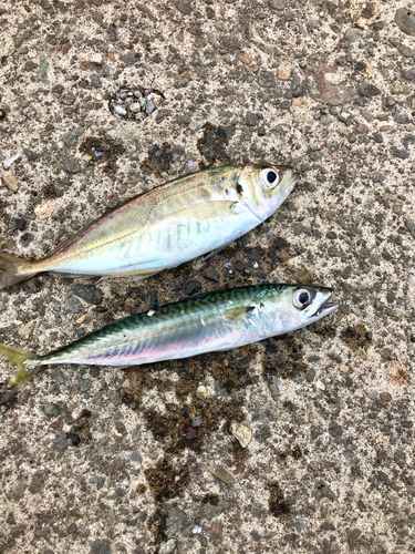 サバの釣果