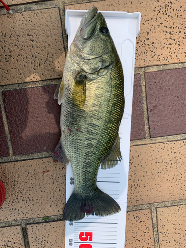 ブラックバスの釣果