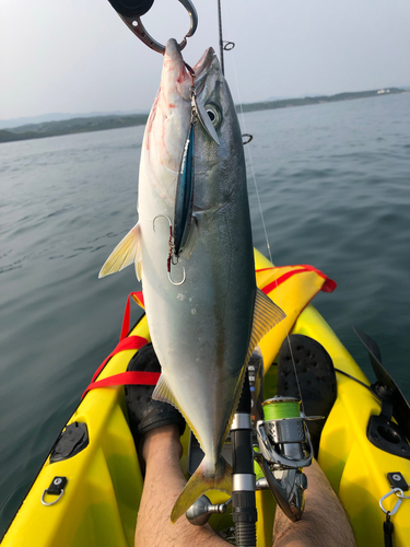 イナダの釣果